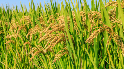 Ripe rice and beautiful sky in daylight