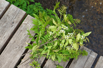 Spring May bouquet with blooming bird cherry lies on a wooden bridge over a forest stream