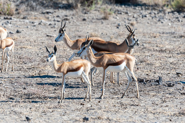 Closeup of a herd of Impalas - Aepyceros melampus- grazing on the plains of Etosha National Park, Namibia.
