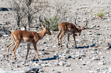 Closeup of a herd of Impalas - Aepyceros melampus- grazing on the plains of Etosha National Park, Namibia.