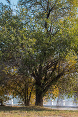 Big Elm tree. Tree background. Big Karagach.