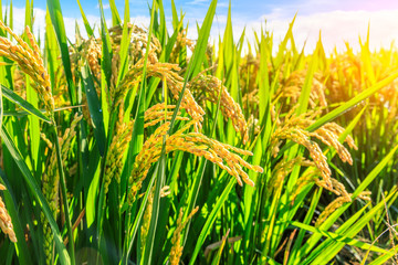 Ripe rice and beautiful sky at sunset
