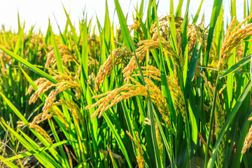 Ripe rice and beautiful sky in daylight