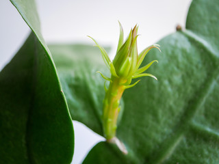 月下美人の花芽01