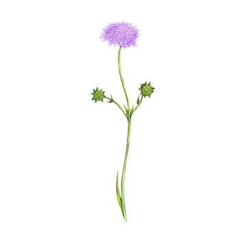 field scabious flower, drawing by colored pencils
