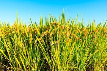 Naklejka premium Ripe rice and beautiful sky in daylight
