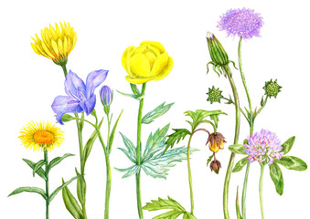 Wildpflanzen und Blumen, Zeichnung mit Buntstiften © cat_arch_angel