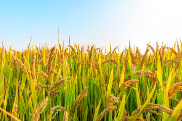 Obraz premium Ripe rice and beautiful sky in daylight