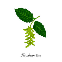 vector drawing branch of hornbeam tree
