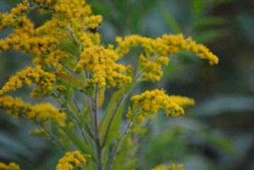 yellow flowers in garden
