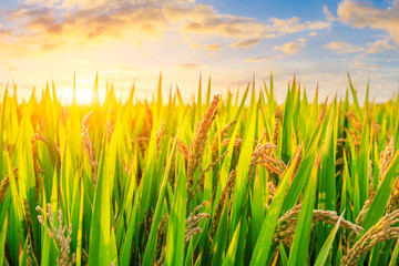 Obraz premium Ripe rice and beautiful sky at sunset