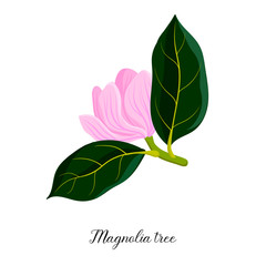 vector drawing branch of magnoila tree