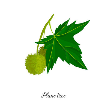vector drawing branch of plane tree