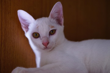 White cat with Yellow eyes