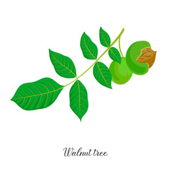 vector drawing branch of walnut tree