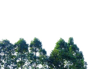 Tropical tall trees with leaves and branches on white isolated background for green foliage backdrop 