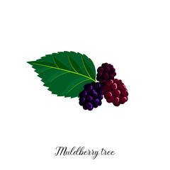 vector drawing branch of muldberry tree
