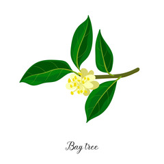 vector drawing branch of bay tree