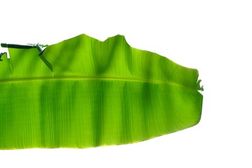 Banana leaves with sun light on white isolated background for green foliage backdrop 