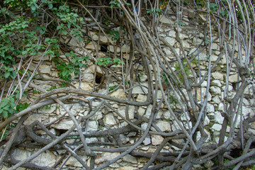 Old stone wall background and dry plants