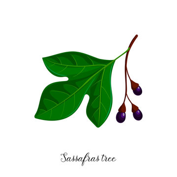 Vector Drawing Branch Of Sassafras Tree