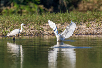 The little egret hunting on the Drava River