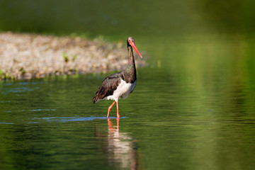 Black stork on the Drava River, Croatia
