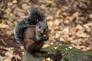 Ardilla silvestre color café comiendo cacahuates, en su hábitat natural dentro del bosque sobre un tronco