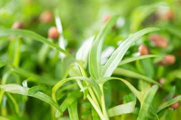 Obraz premium Water spinach sprouts and Germination of spinach