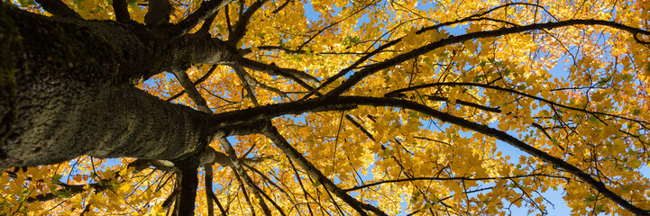 Blick in eine herbstliche Baumkrone