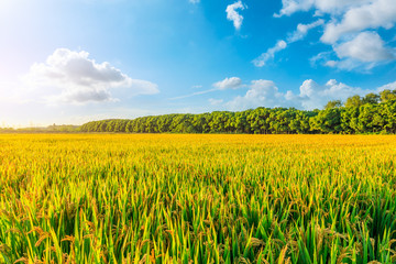 Ripe paddy field and blue sky