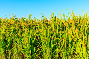 Ripe rice and beautiful sky in daylight