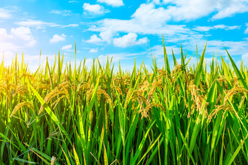 Obraz premium Ripe rice and beautiful sky in daylight