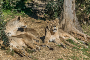 Lion d'Asie.