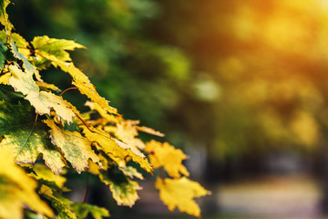 Beautiful autumn background. maple branches with yellow leaves lit by a sunbeam.