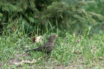 Blackbird perched on grass