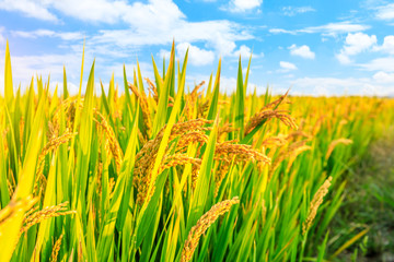 Ripe rice and beautiful sky in daylight