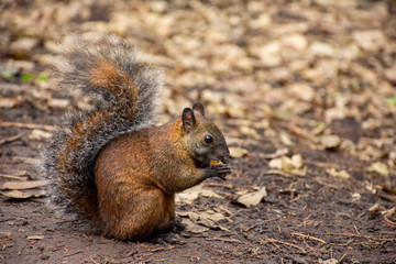 Ardilla silvestre color café comiendo cacahuates, en su hábitat natural dentro del bosque sobre hojarasca