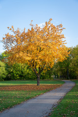 Naklejka premium Weg durch einen herbstlichen Park