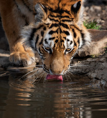 Tiger male drinking water