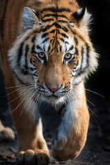 Close up view portrait of a Siberian tiger