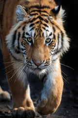 Fotobehang Close up view portrait of a Siberian tiger © byrdyak