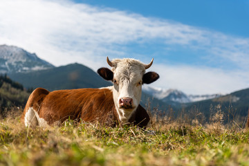 Brown cow on pasture in mountains