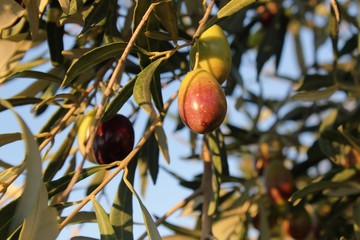 Ripe olives on olive tree branch