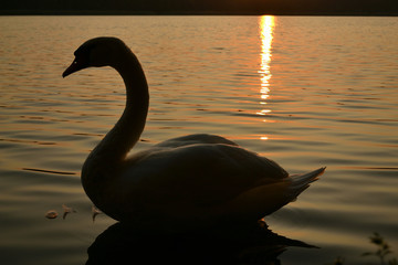 swan on the lake