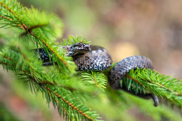 Vipera berus poisonous viper in summer on branch the of tree