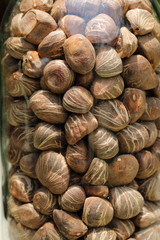 Close up Pachira aquatica,Bombax macrocarpum seed in the glass bottle
