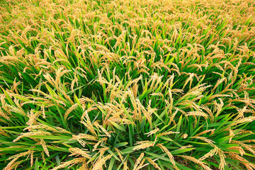 The golden rice is in the rice field