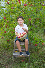 Boy holds basket with apples