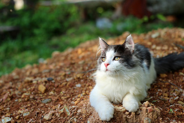 Naklejka na ściany i meble Beautiful cat playing in the garden green